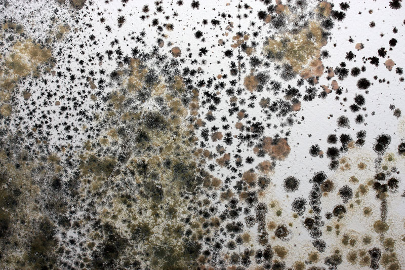 How to Prevent Mold After Water Damage