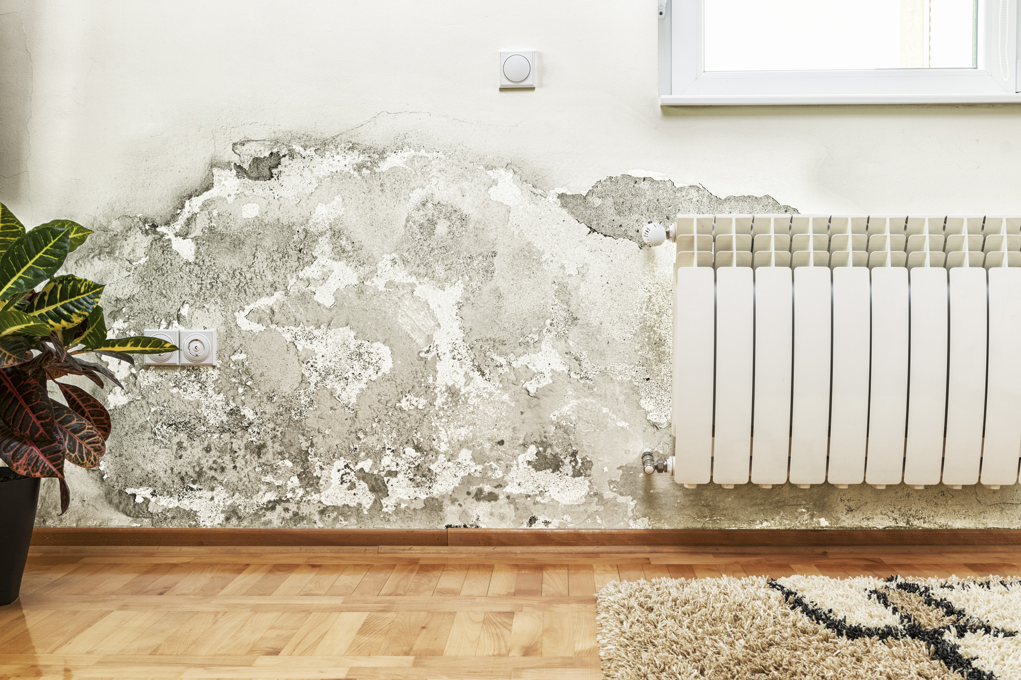 Mold in the Shadows: Detecting and Addressing Hidden Mold in Your Home