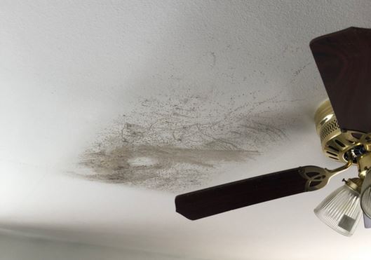 What Are the Main Types of Mold Found in Homes?