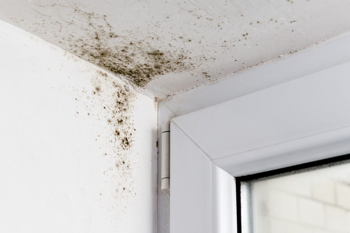 What Is the Difference Between Black Mold vs Regular Mold?