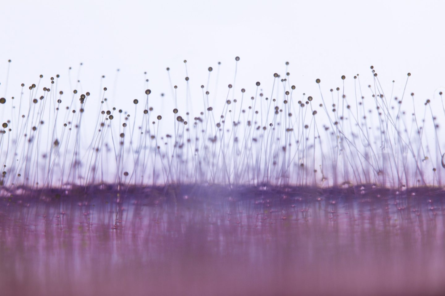 The Health Risks of Household Mold
