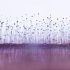 The Health Risks of Household Mold