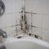 Bathroom Mold: Causes and Solutions