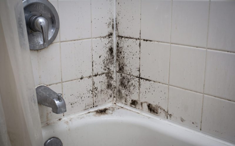 Bathroom Mold: Causes and Solutions